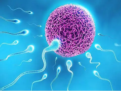 Infertility