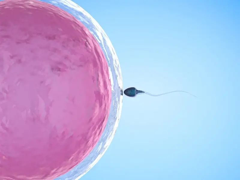 Sperm DNA Hasarı